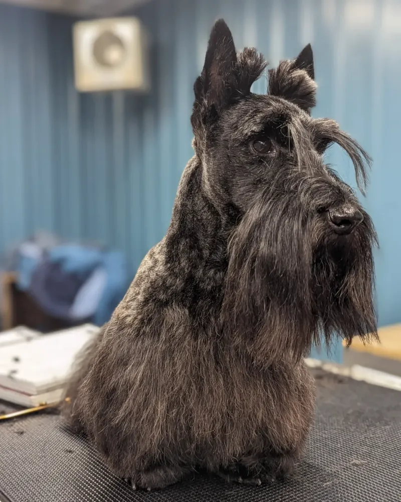 Scottish Terrier