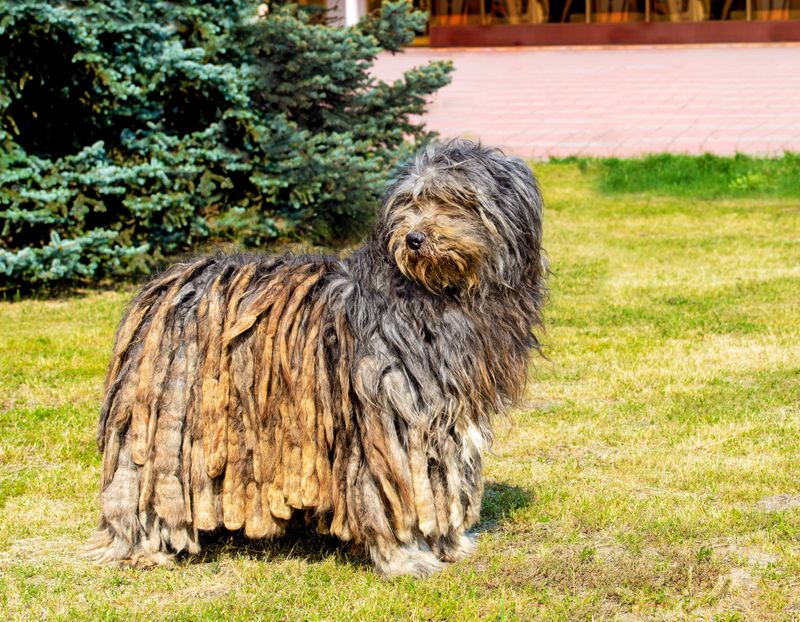 Bergamasco Sheepdog