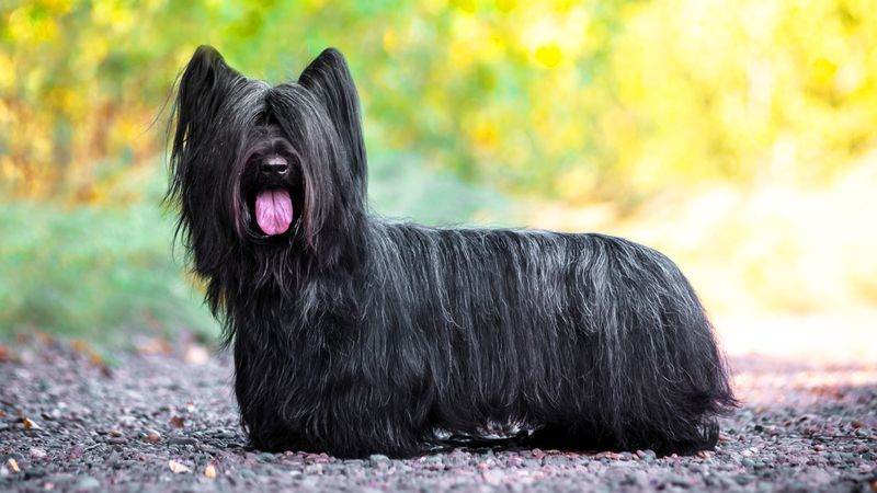 Skye Terrier