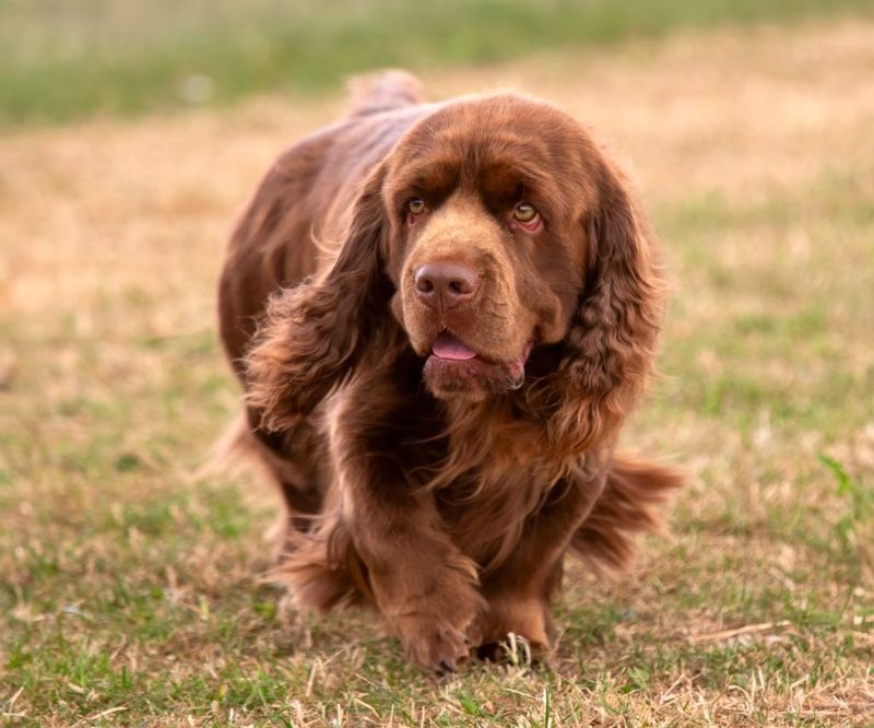 Sussex Spaniel