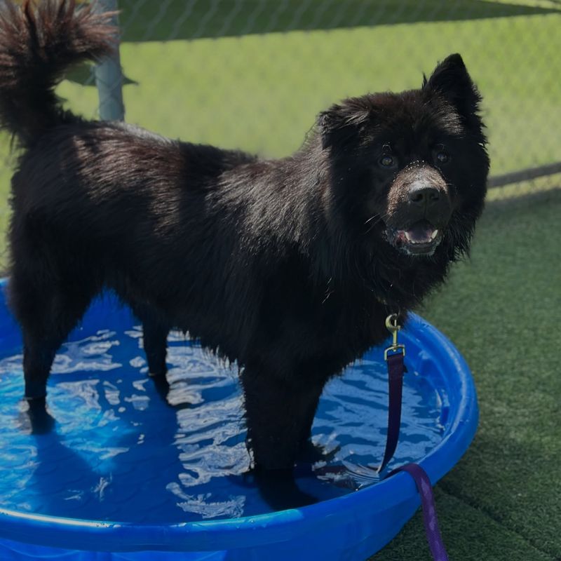 Chow Chow