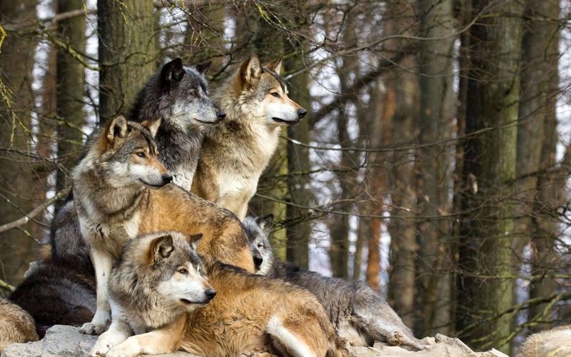 Instinctual Pack Leadership