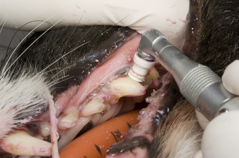 Professional Dental Cleaning