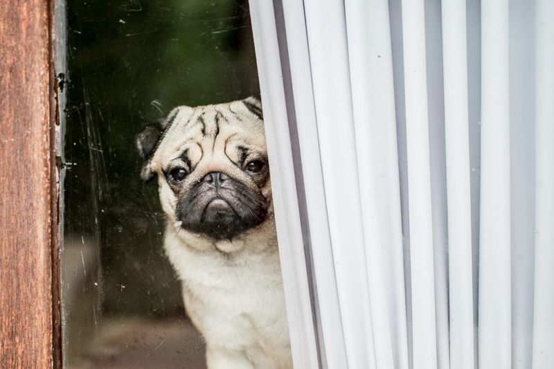 Separation Anxiety