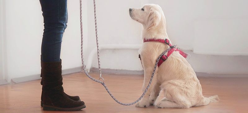 Obedience Training