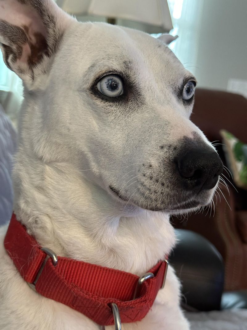 Avoidance of Eye Contact