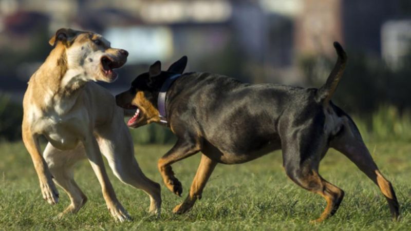 Aggression Towards Other Dogs