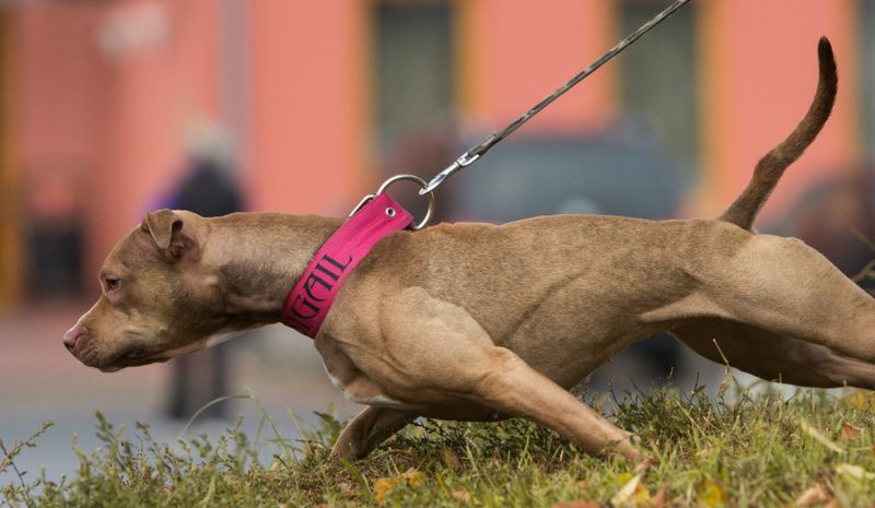 Pulling on the Leash