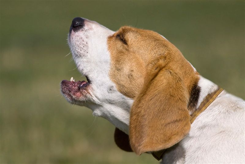 Excessive Barking