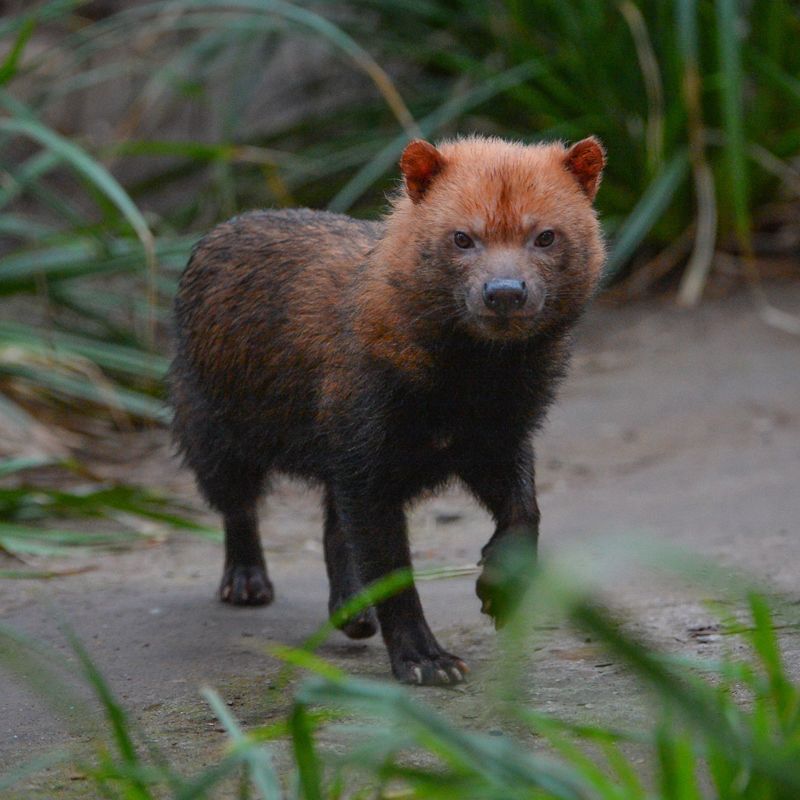 Bush Dog