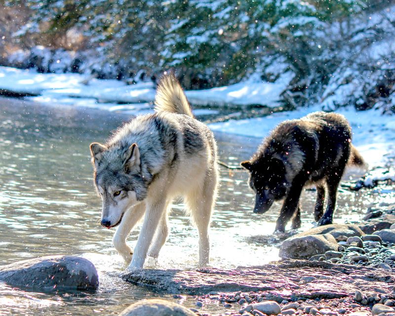 Exercise and Enrichment