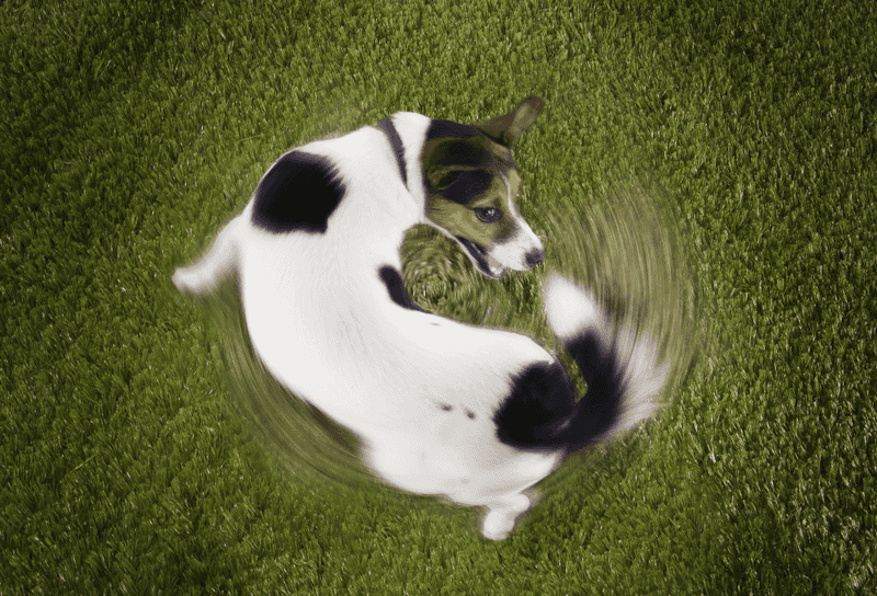 Repetitive Movements or Behaviors