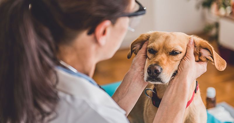 Persistent Ear Infections