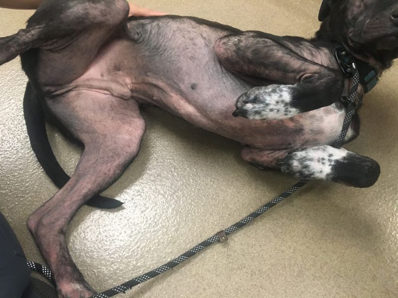 Persistent Itchy Skin