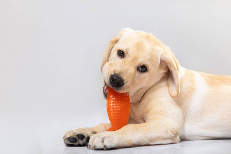 Chewing