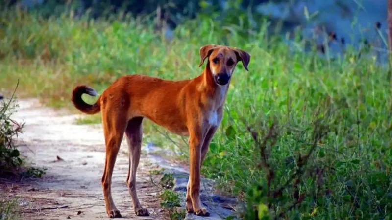Indian Pariah Dogs