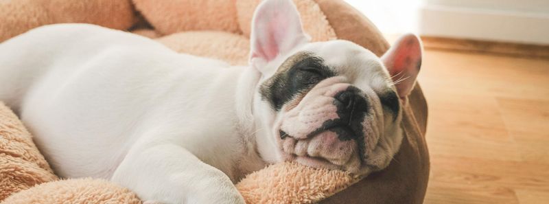 Dream Patterns in Different Breeds