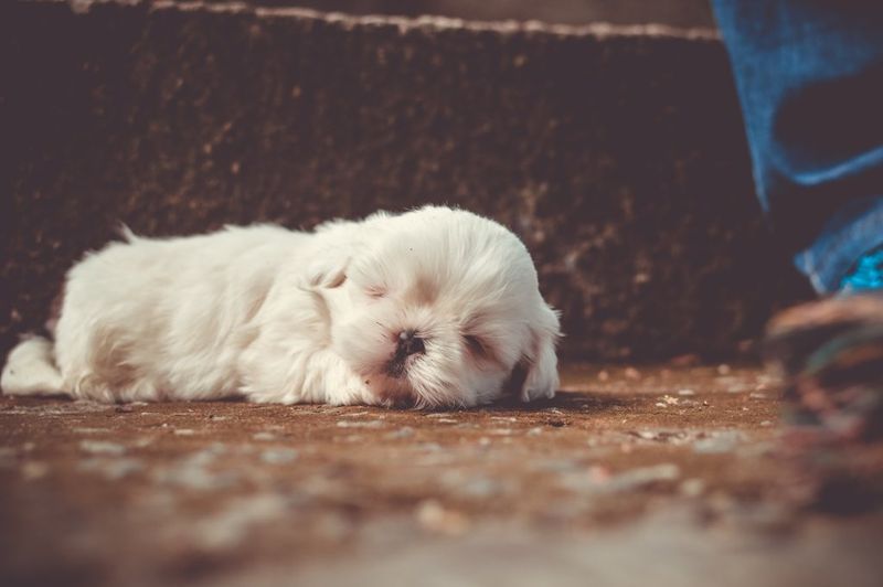 The Role of Age in Dog Dreams
