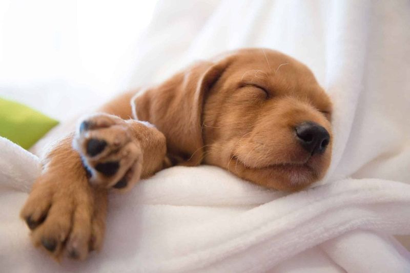 What Do Dogs Dream About?