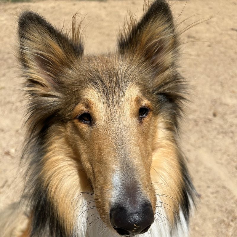 Collie