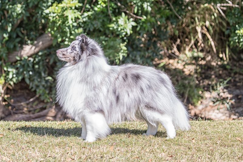 Shetland Sheepdog
