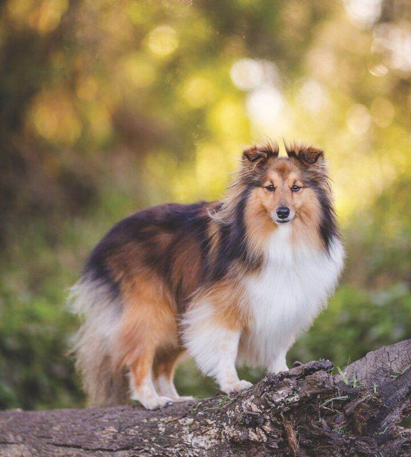 Shetland Sheepdog