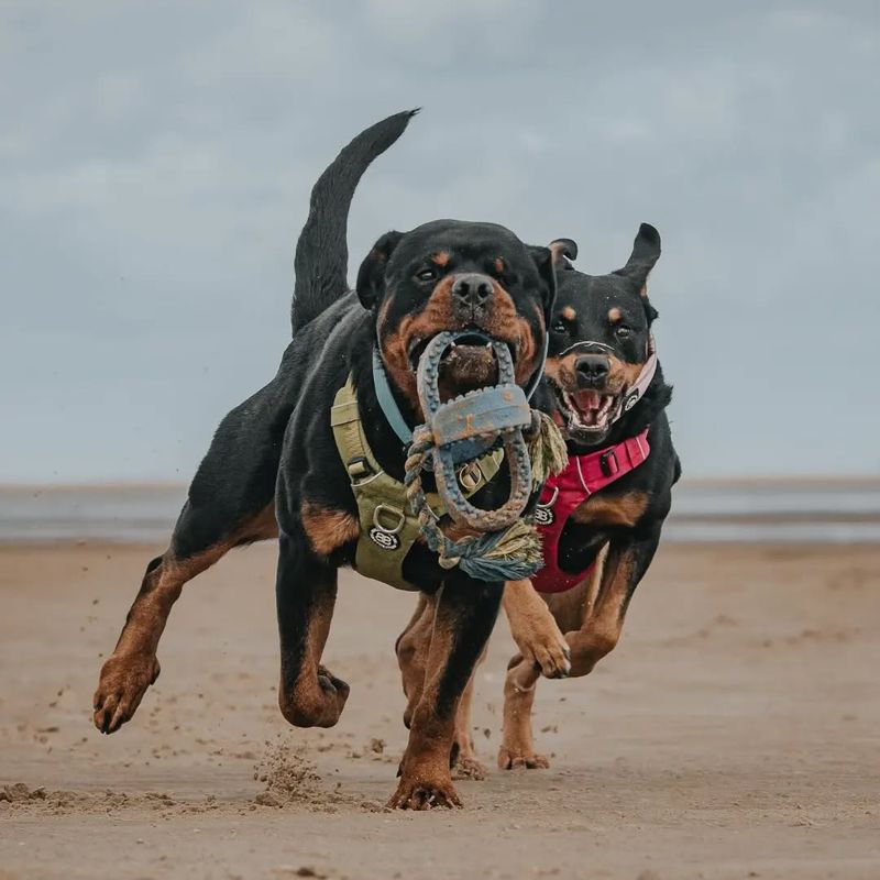 Rottweiler