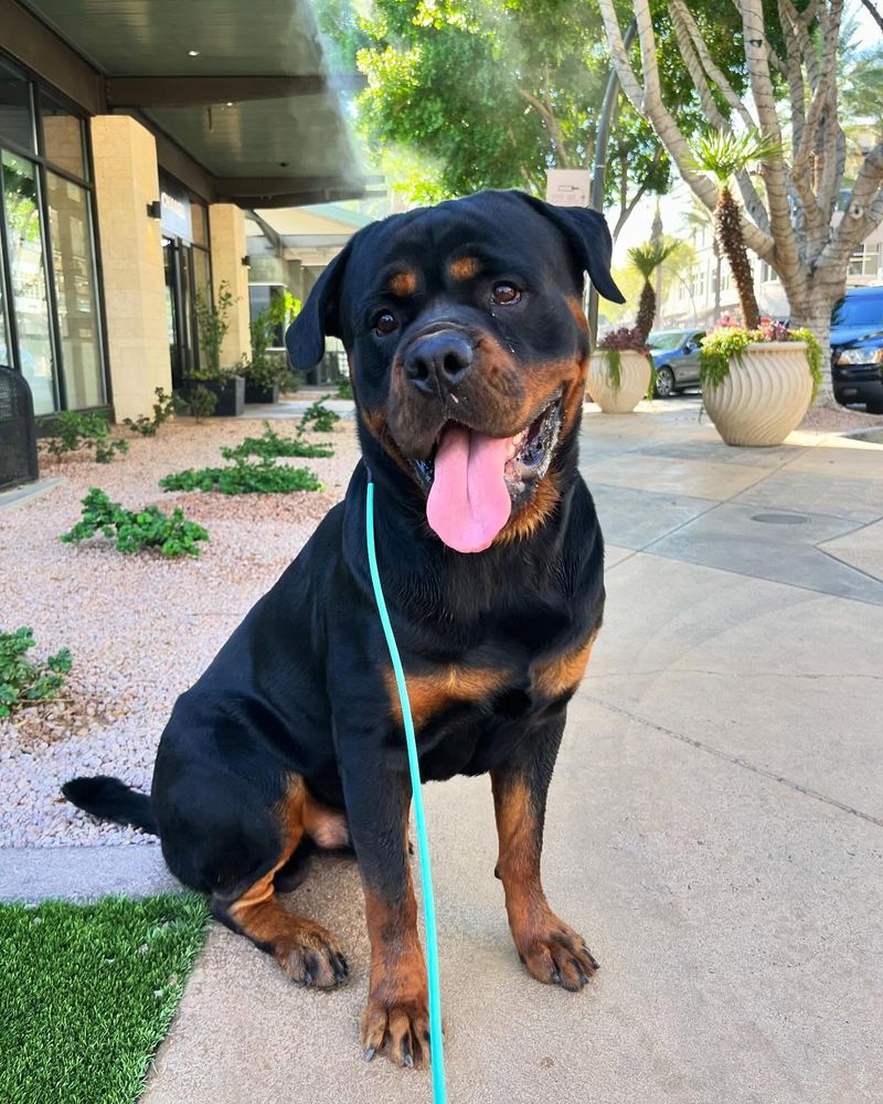 Rottweiler