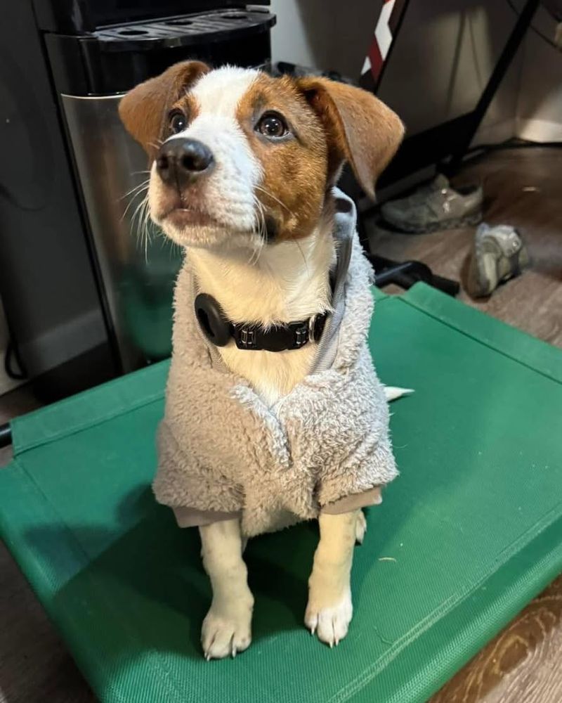 Jack Russell Terrier