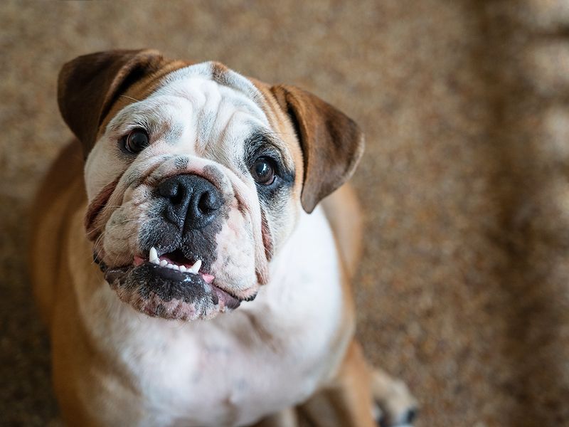 Bulldog