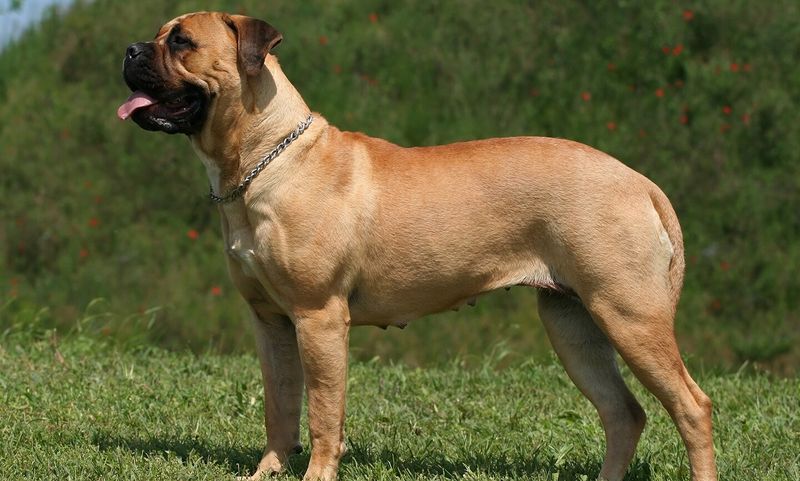 Bullmastiff