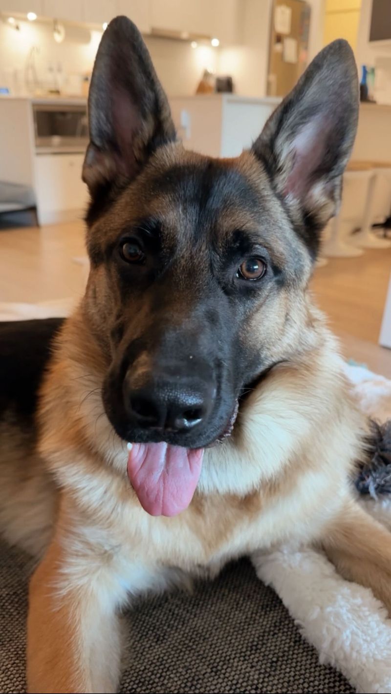 German Shepherd