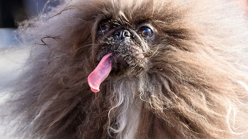 Pekingese