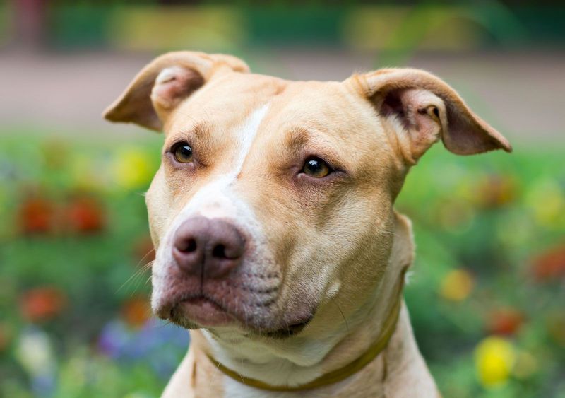 Pit Bull