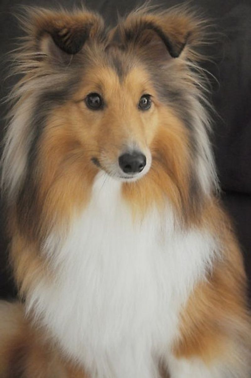 Shetland Sheepdog