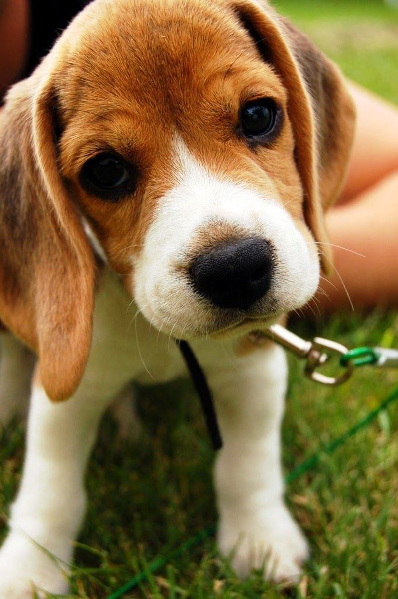 Beagle