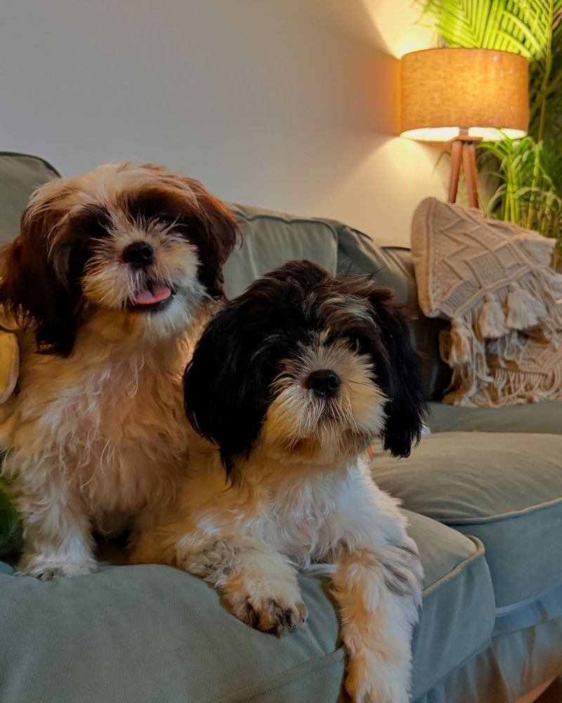 Shih Tzu