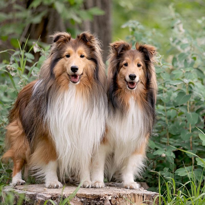 Shetland Sheepdog