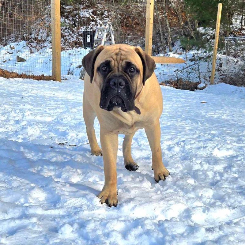 Bullmastiff