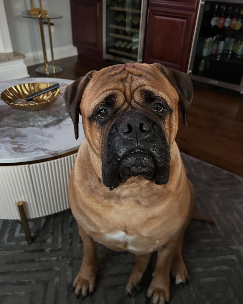Bullmastiff