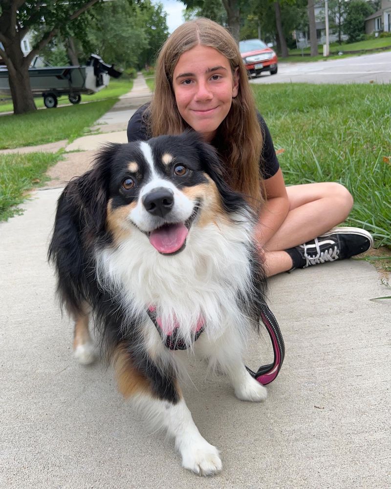 Australian Shepherd