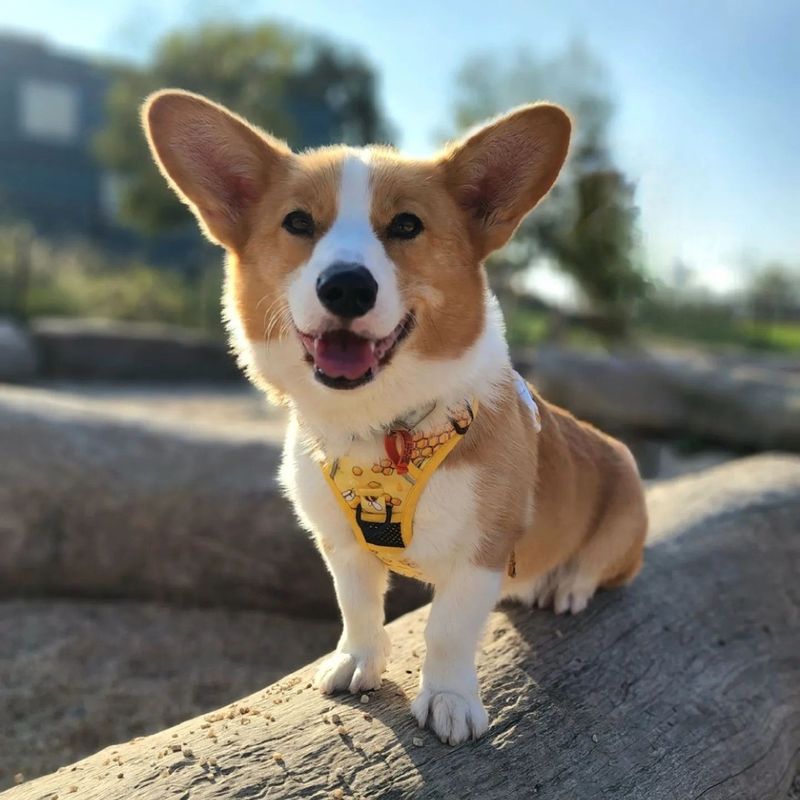Corgi