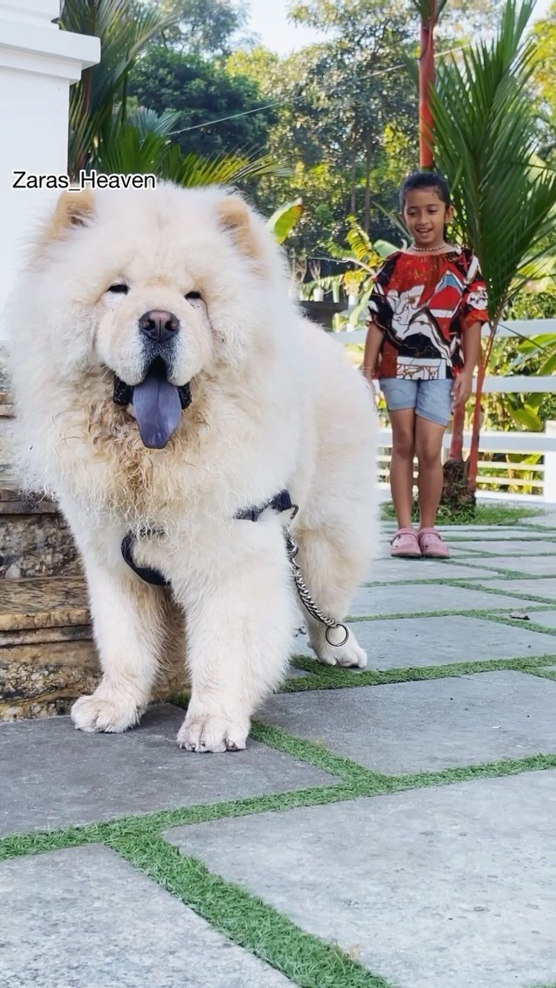 Chow Chow