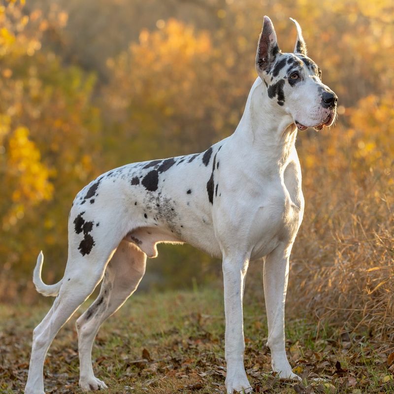 Great Dane