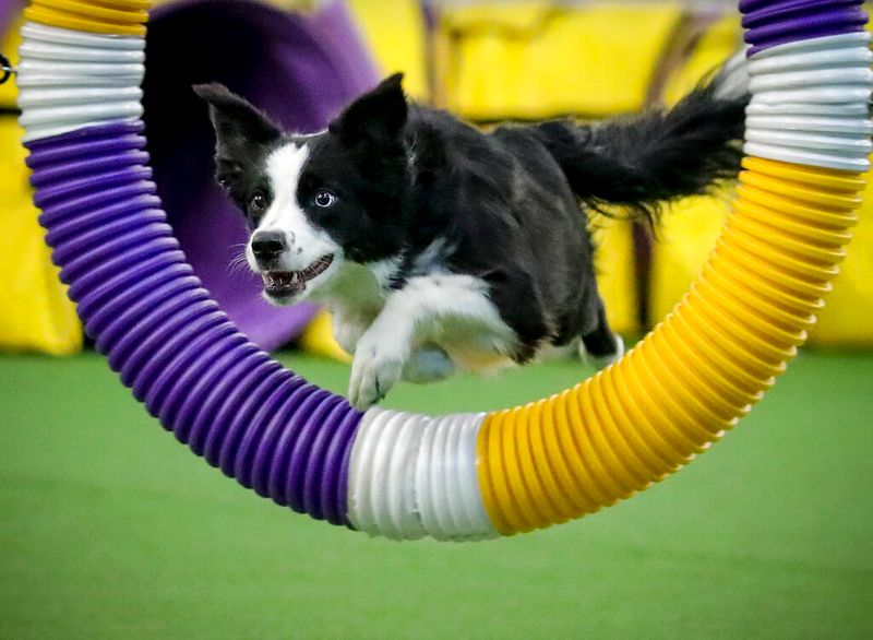 Border Collie