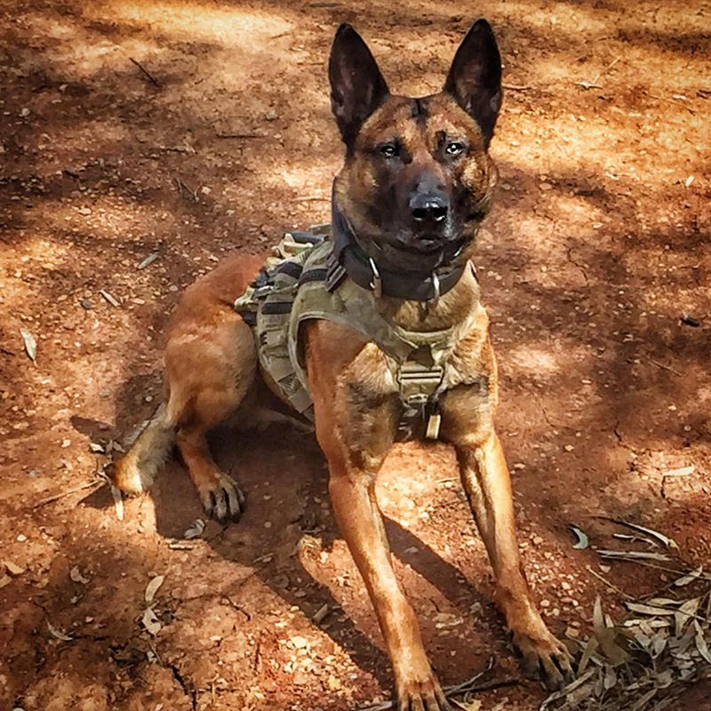 Belgian Malinois