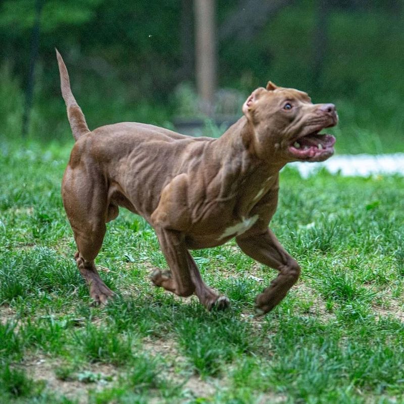 American Pit Bull Terrier