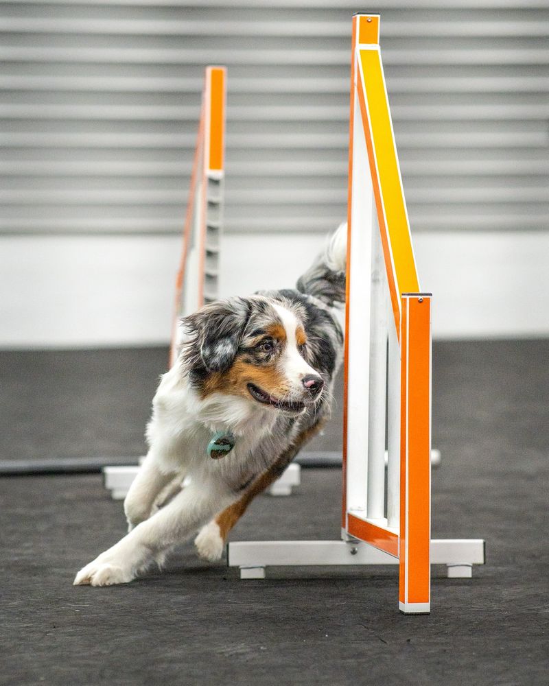 Australian Shepherd