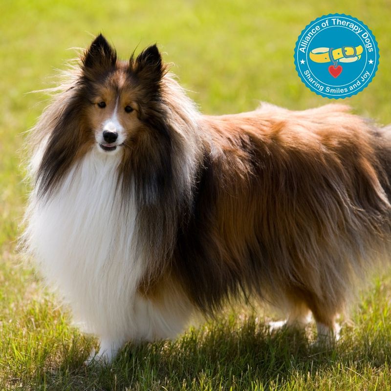 Shetland Sheepdog