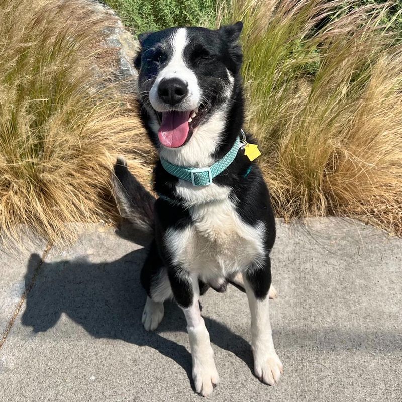 Border Collie